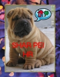 shar pei sharpei cachorros vendo machos y hembras 100% puros 
