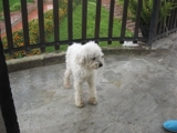 french busca hogar