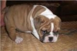 cachorro para venta