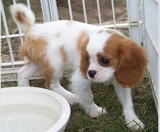 cachorro para la venta