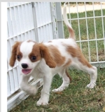 cachorro para la venta - General - Córdoba - Todo