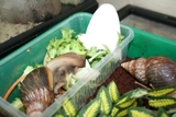 	 Pet caracoles para la venta 