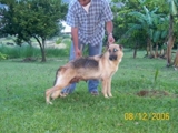 Vendo cachorros pastor aleman pura raza
