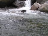 Finca con rios cascada,15.5 hectareas Chiriqui, 700 mts de altitud.