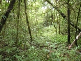 Finca con rios cascada,15.5 hectareas Chiriqui, 700 mts de altitud. - Chiriquí - David