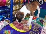 PRONTO PERRO ALIMENTOS PARA PERROS Y GATOS NACIONALES E IMPORTADOS