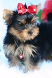Yorkshire terrier cachorros para vender