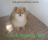Spitz Alemão Anão - Lulu da Pomerânia - Brasil 