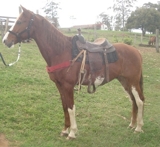 Cavalão Mangalarga!
