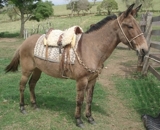 MULA DE PATRÃO