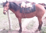 cavalo crioulo!