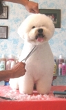 Unico Manual Completo de Peluquerìa Canina en español