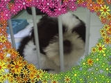 shih-tzu