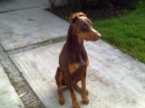 Busco Novia, Doberman  Macho  con Pedigree 