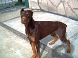 Busco Novia, Doberman  Macho  con Pedigree  - Distrito Federal - Ciudad de México