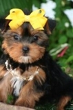 CUTE encantador y adorable Yorkie cachorros para su aprobación