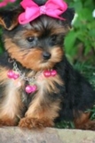 CUTE encantador y adorable Yorkie cachorros para su aprobación - Aguascalientes - Aguascalientes