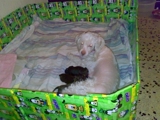 VENDO 2 CACHORROS POODER TERRIER MACHOS (VACUNADOS)