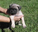 VENTA DE HERMOSOS PERROS PUG