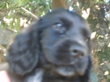 cocker spaniel,promoção dia das crianças!!!!
