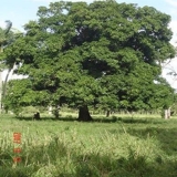 BIENES RAICES NICANOR  VENDE  FINCA PARA GANADO 