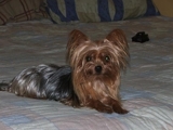 CACHORROS YORKSHIRE TERRIER TCUP CON GARANTIA