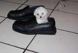 FRENCH POODLE CON GARANTIA 
