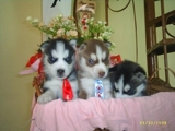 Filhote de Husky Siberiano