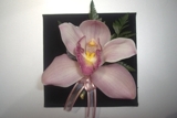 ORQUIDEAS DELIVERY 5225694 www.camelyfloreria.com