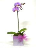 ORQUIDEAS, ORQUIDEAS FIESTA DE PROMOCION TLF: 5225694 / 5515911 