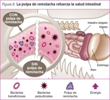 MÁNCORA- CONSULTORIO MÉDICO FLORES BUISSON - ANTIOXIDANTES