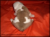 Venta de Bulldogs Ingles