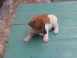 Cachorros Jack Russel Terrier