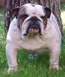 Bulldogcrusheads_1__thumb