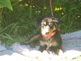 Regalo cachorra