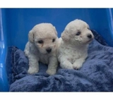 poodle toy femea e macho branco ,preto ,champaing