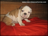 Cachorros Bulldog Ingles