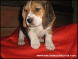 Cachorros Beagle
