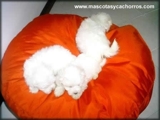 Cachorros Maltes
