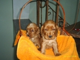 Filhotes de cocker spaniel Americano