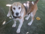 Beagles,lindas