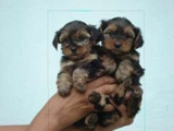 Yorkshire Terrier 