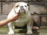 Bulldog
