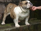 Bulldog - Mascotas - Alajuela - Alajuela