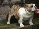Bulldog - Mascotas - Alajuela - Alajuela