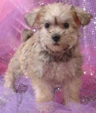 cute and execellent Schnoodle puppies foe pet loving famillies at x