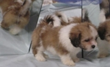cute and execellent  Lhasa Bichon  for pet loving familly at xmass