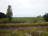 VENDO TERRENO 2 HECTAREAS A MTS DE LA AV. DEL MAR Y RUTA 5 NORTE.