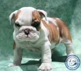 Bulldog cachorros para su aprobación!