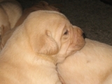 Labrador Retriever Cachorros